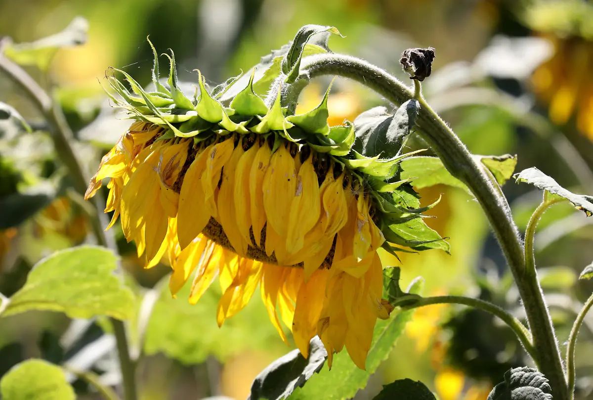 e9b6d7b143d6329915a90c313902e6a4