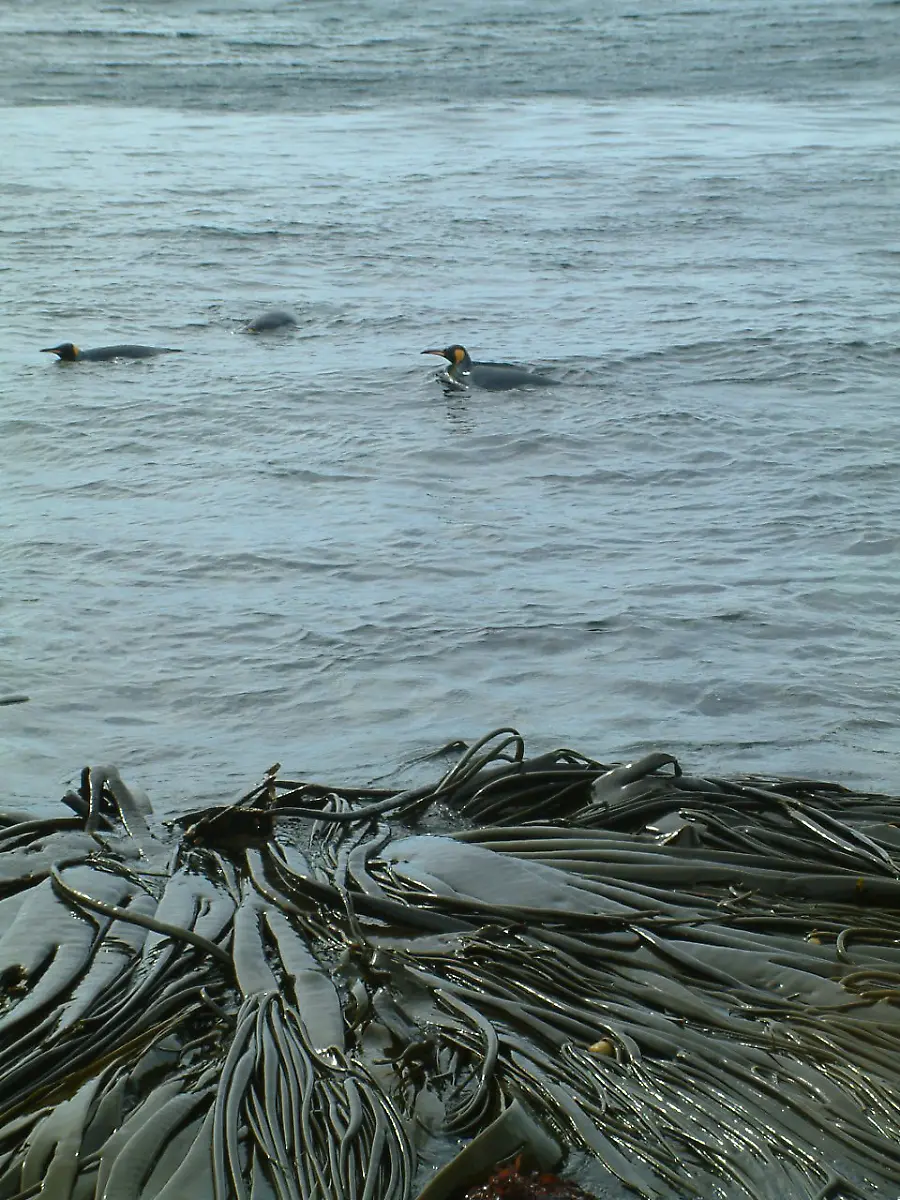 urn-binary-dpa-com-20090101-180713-99-139256-FILED-1