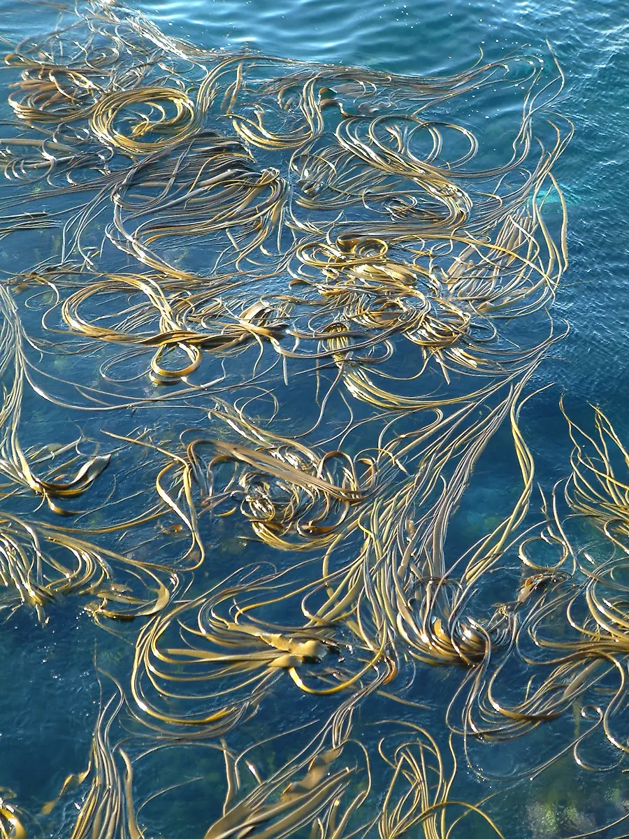 urn-binary-dpa-com-20090101-180713-99-139215-FILED