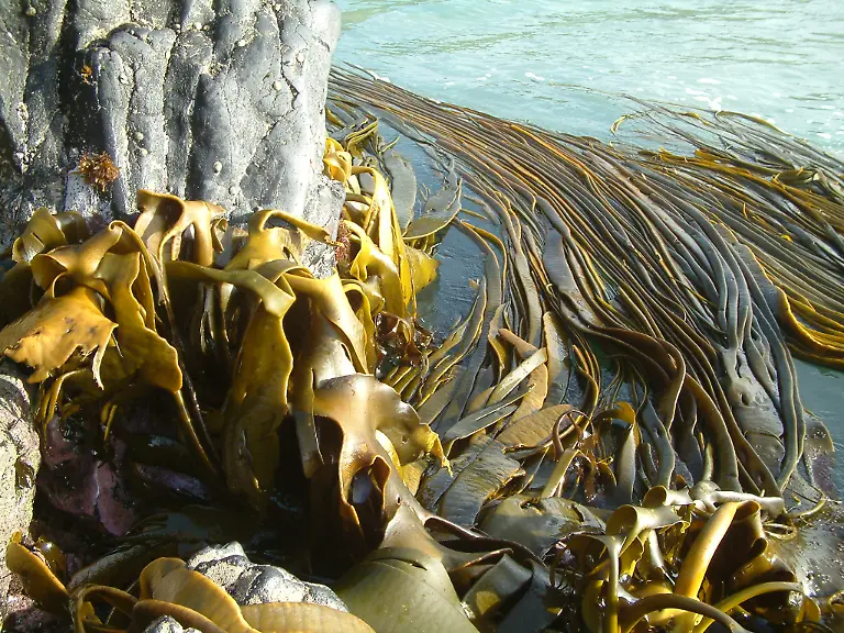 urn-binary-dpa-com-20090101-180713-99-139299-FILED