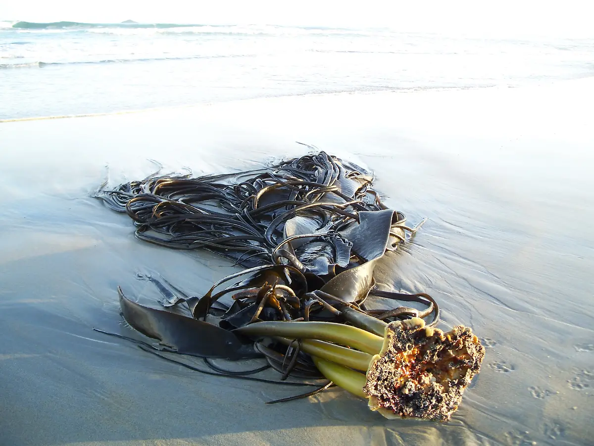 urn-binary-dpa-com-20090101-180713-99-139339-FILED