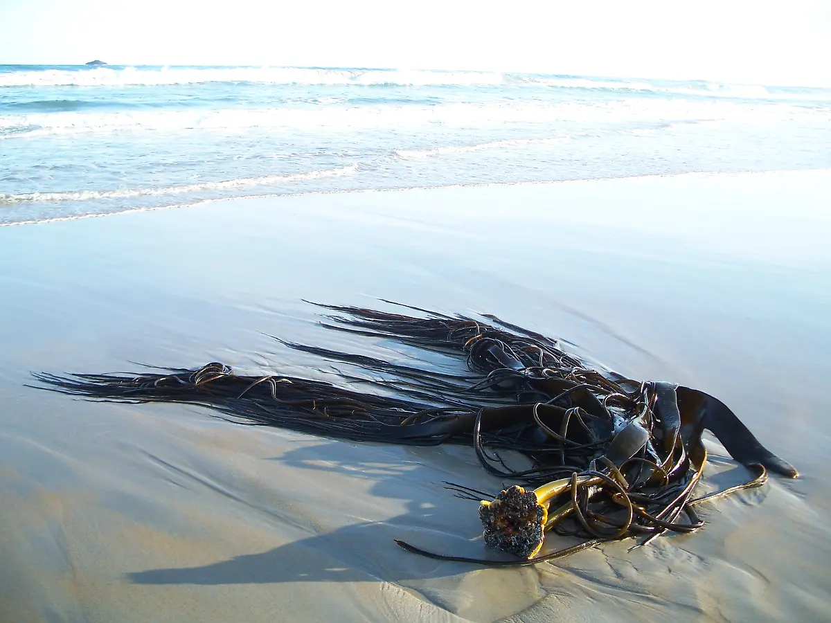 urn-binary-dpa-com-20090101-180713-99-139415-FILED