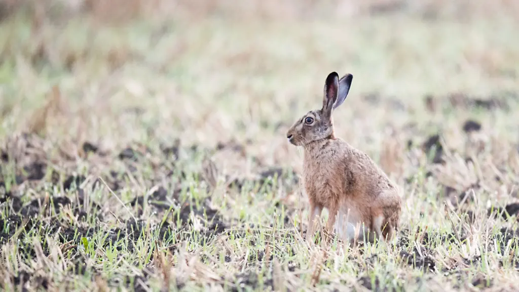 Feldhase
