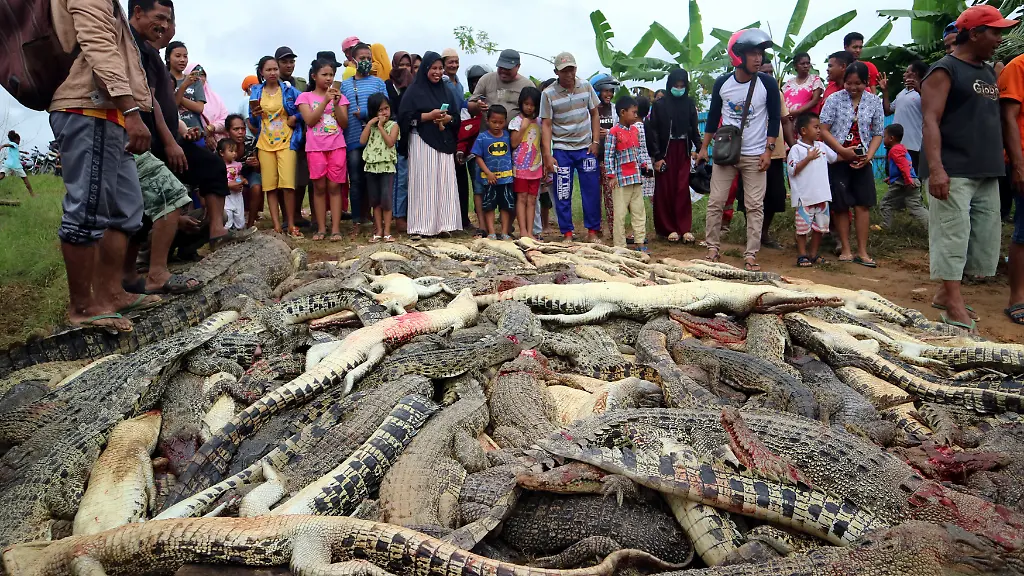 Nach-dem-Massaker-in-Sorong-sammeln-die-Dorfbewohner-die-fast-300-Krokodil-Kadaver-auf-einem-Haufen
