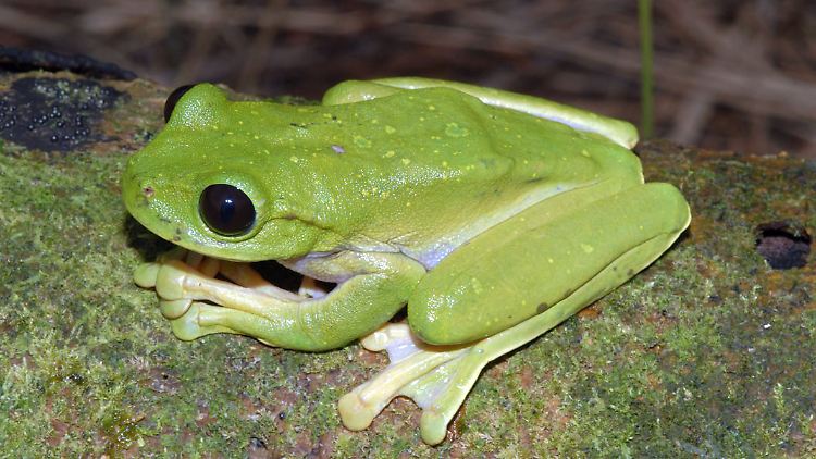 Das südostasiatische Papua-Neuguinea ist eines der Gebiete, in dem es noch vieles zu entdecken gilt. Diesem Laubfrosch begegneten Biologen auf einer Expedition im Jahr 2009.