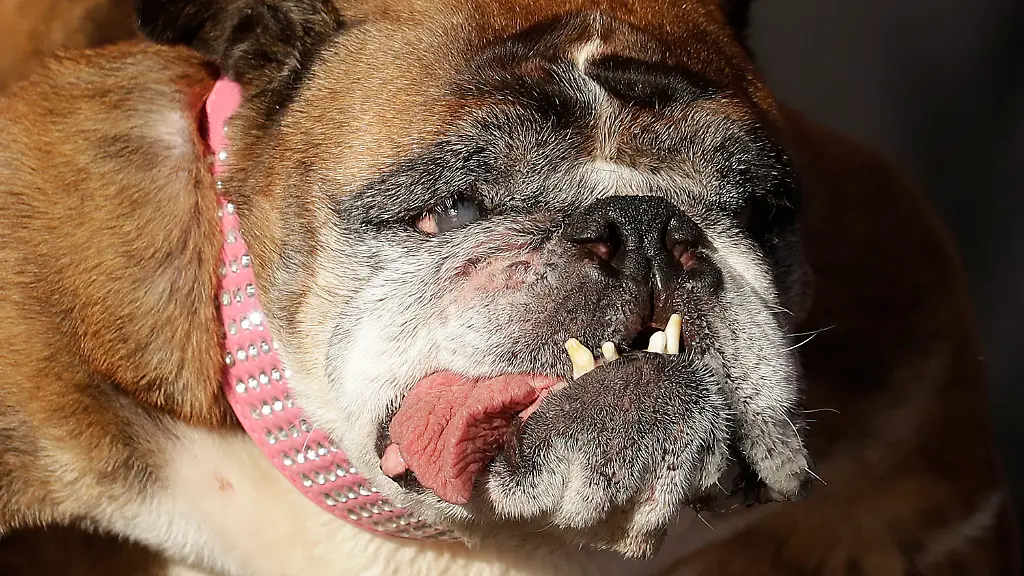 08a38c09dcafa3775875a2dc3ba6c8b8