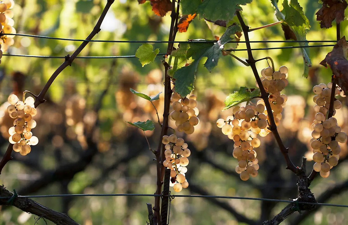 29-0323-caffe-italia-il-numero-due-ph-johanna