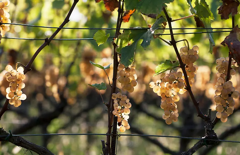 29-0323-caffe-italia-il-numero-due-ph-johanna