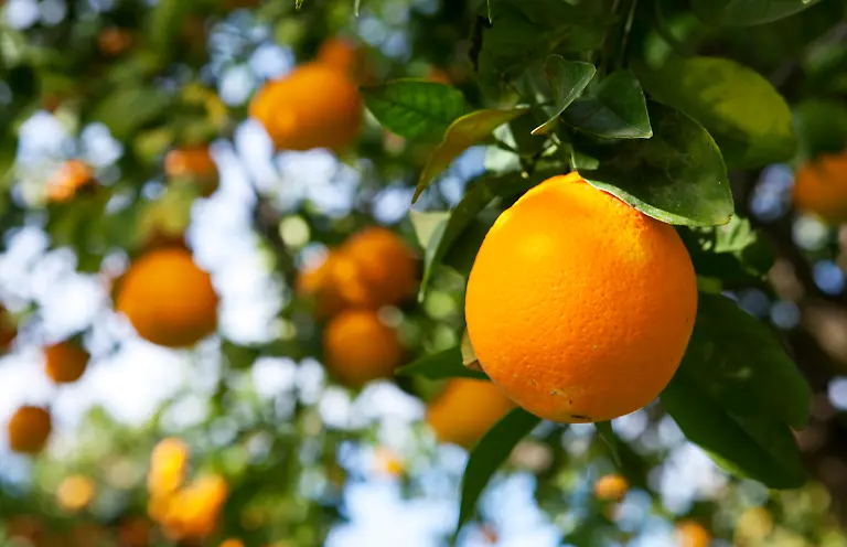 21-4869-caffe-italia-il-numero-due-ph-johanna