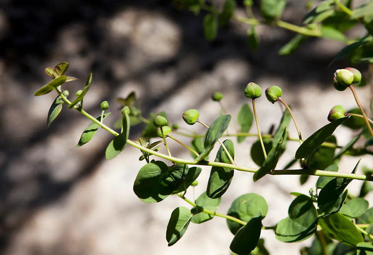 03-8460-caffe-italia-il-numero-uno-ph-johanna-ekmark