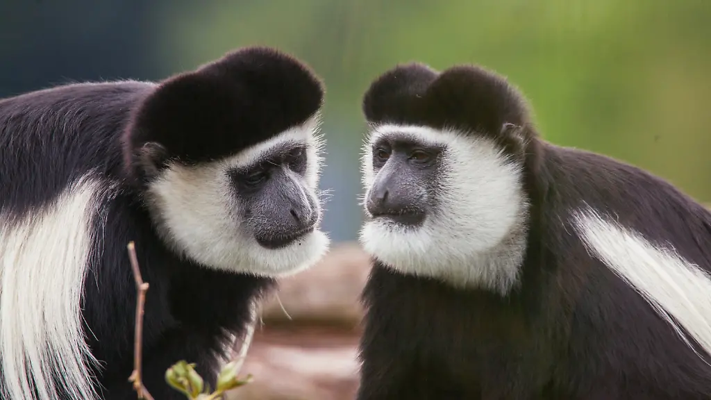 a8efa642db7e69141e0875a480adb4d8