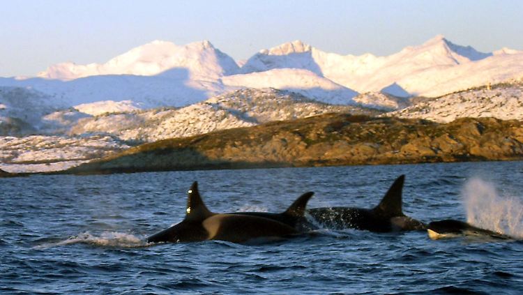 Killerwale vor der norwegischen Küste.