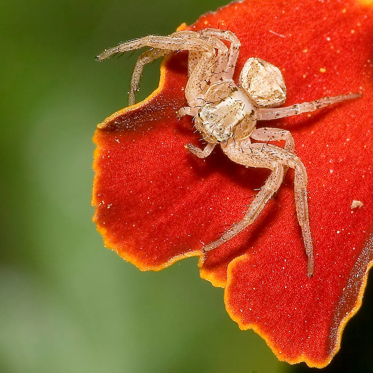 Xysticus-spec-6891-1