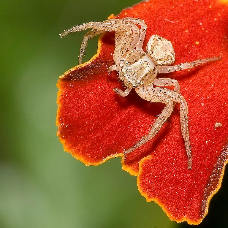 Xysticus-spec-6891-1