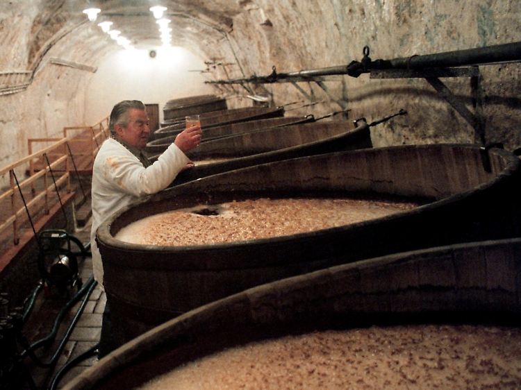 Ein Mitarbeiter der Brauerei Pilsner Urquell prüft im Braukeller den Fermentierungsprozess der Maische, die sich zur Gärung in Holzbottichen befindet.