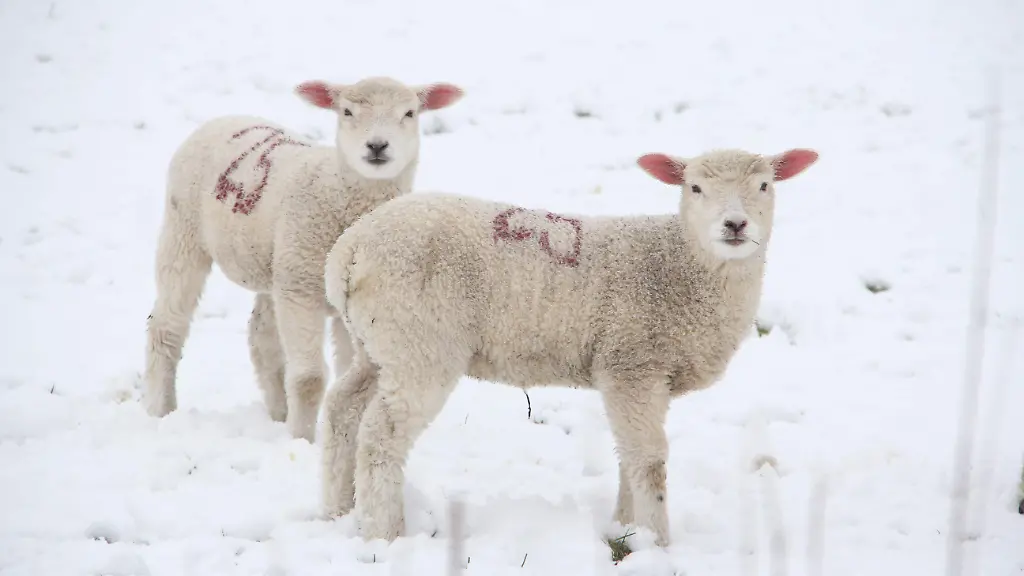 8c8961b74a0ccb44166413ca099728d3