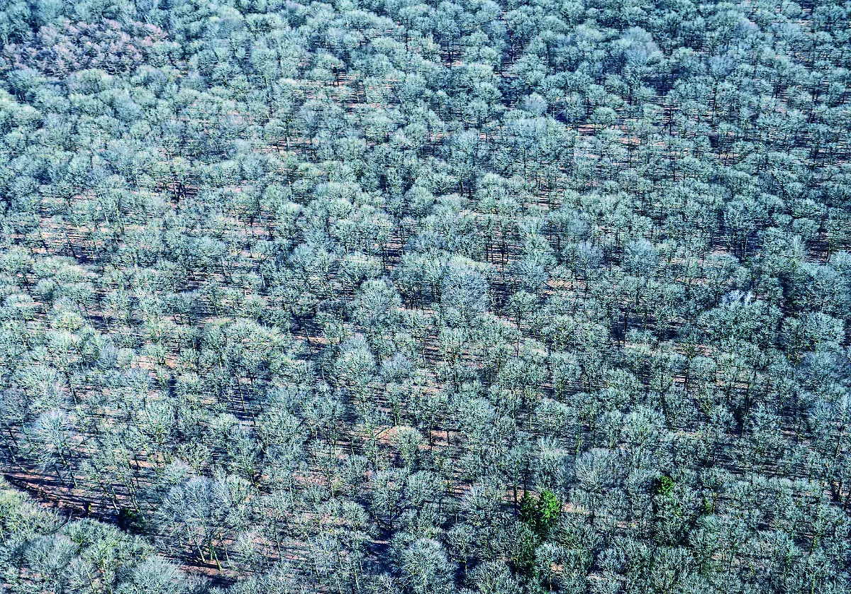 S-140-141-Sachsenwald-im-Winter