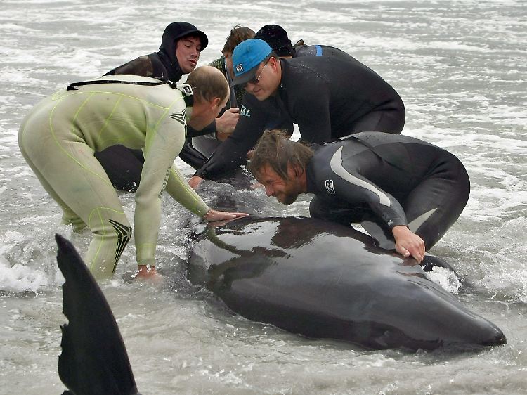 Südafrika im Mai 2009: Helfer versuchen, Grindwale wieder ins Meer zu bringen.