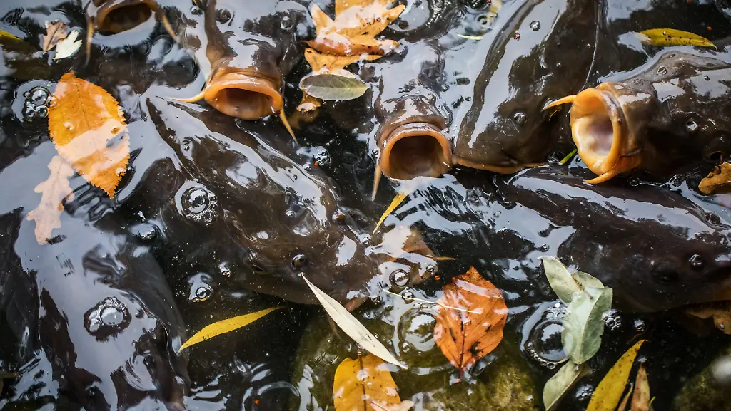 08577f0084ba5b0e68a92180a558df6b