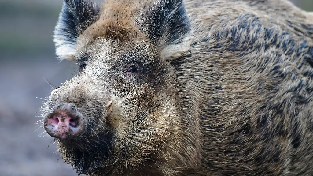 66ab18d975c963c3ddc53b65254d0d88