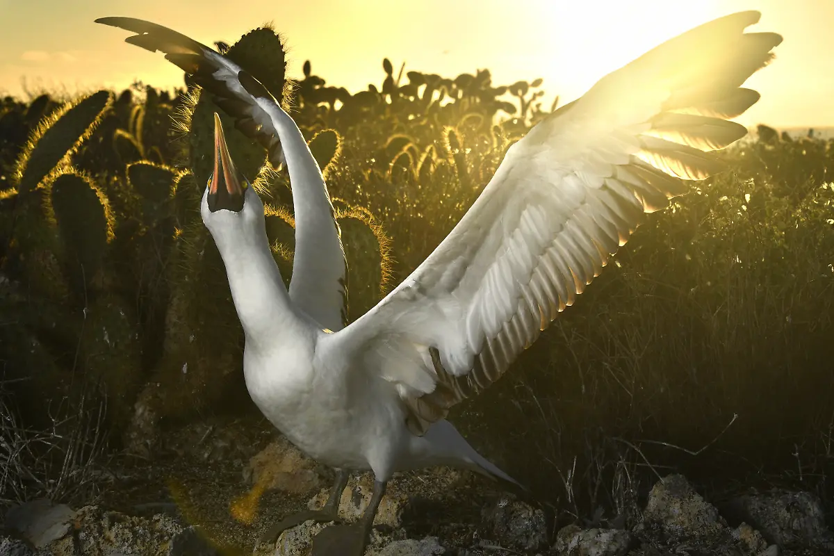 085-Thomas-P-Peschak-for-National-Geographic