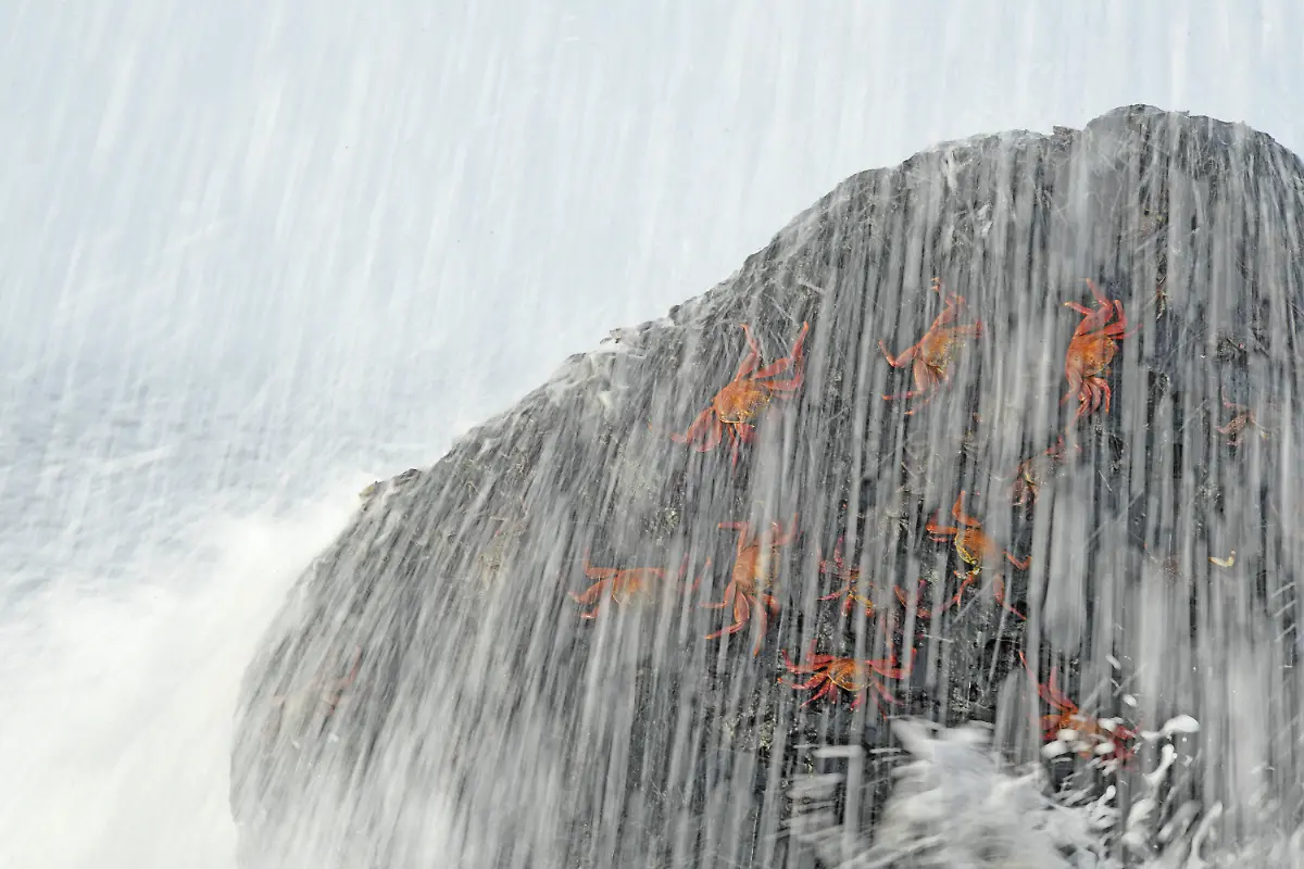 084-Thomas-P-Peschak-for-National-Geographic