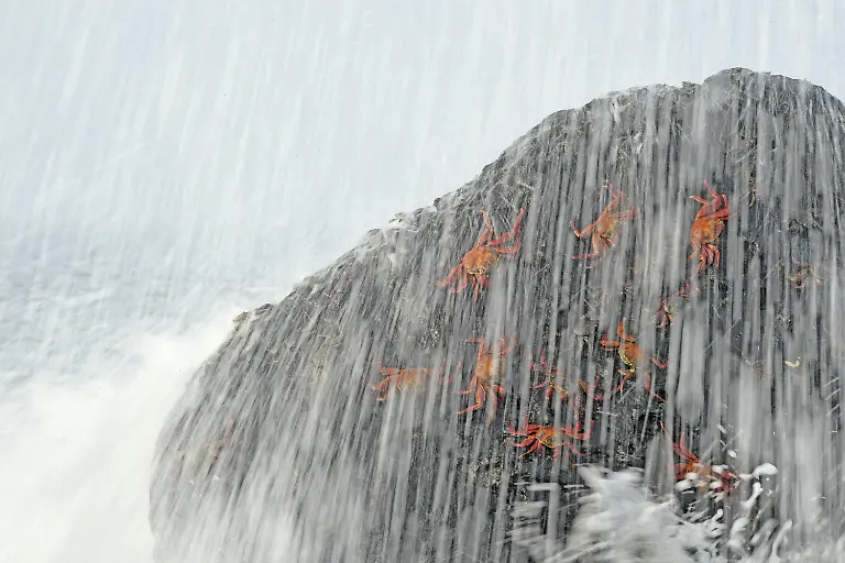 084-Thomas-P-Peschak-for-National-Geographic