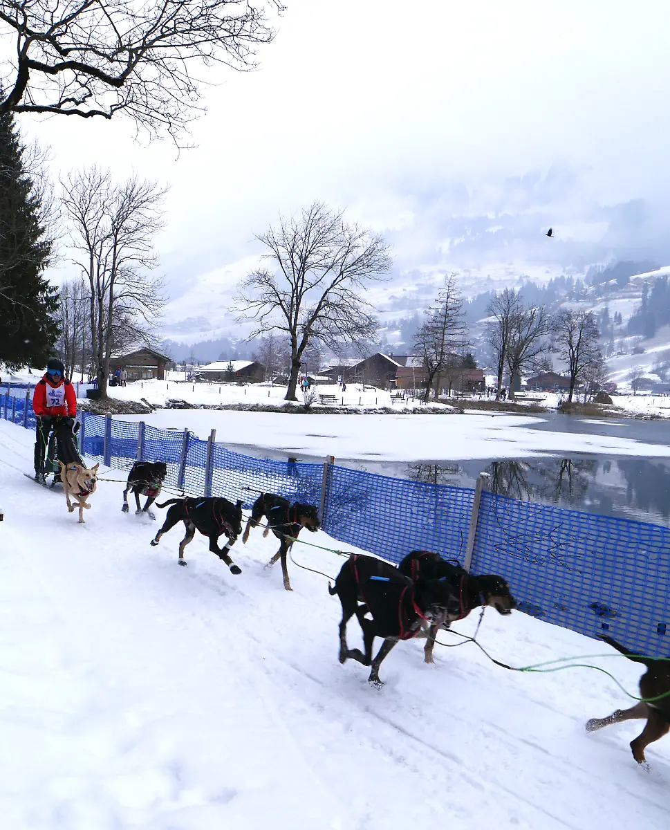 Schlittenhunderennen