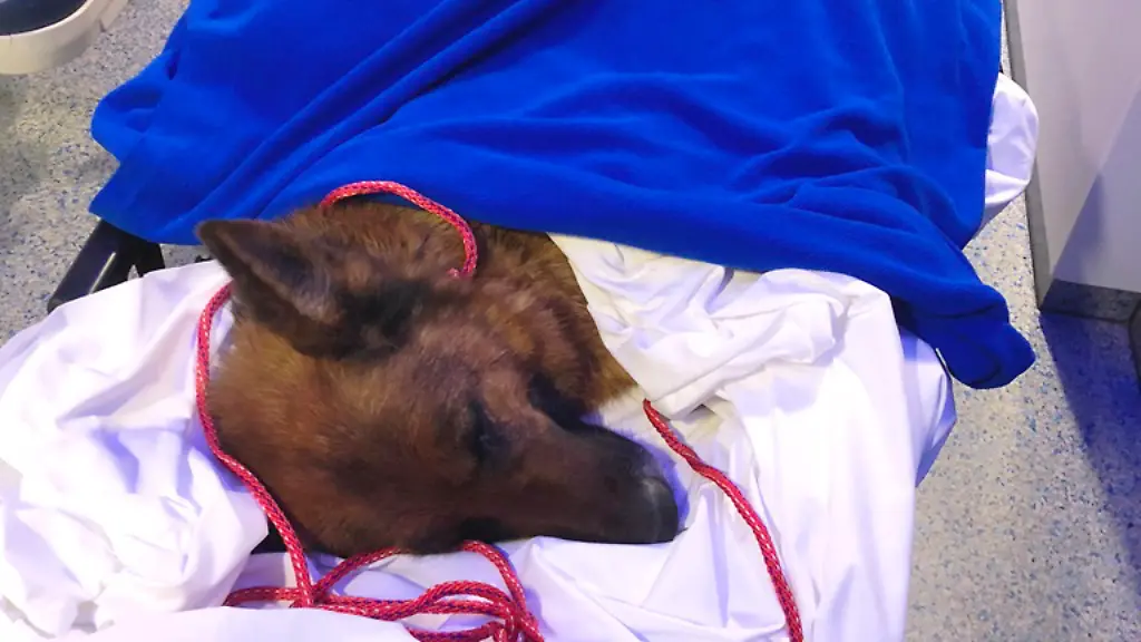 84e7334ec18f34bc42a6e0f0deabd7a8