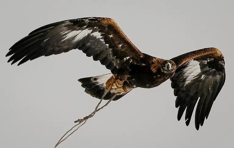 fe6cac637105208ec54dd2e40af7b403