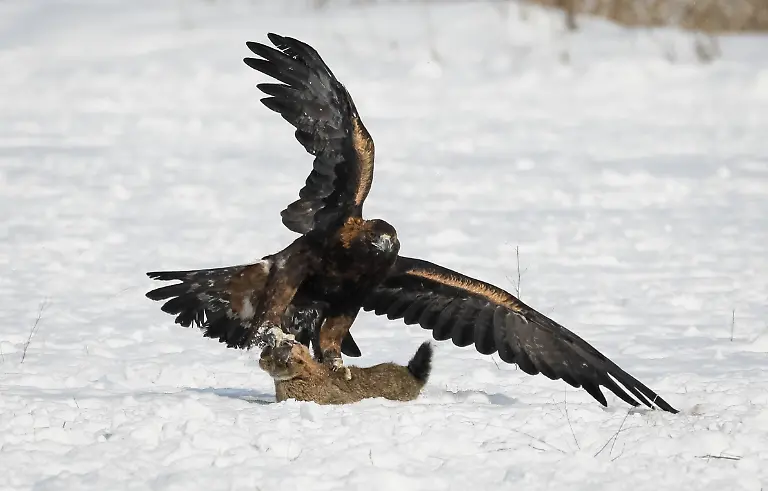 bd3aa1b04120748c00bf21196c2d11d1