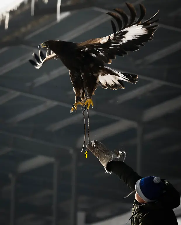 5311e7f18a0b39d8e8b7225cdc3dc245