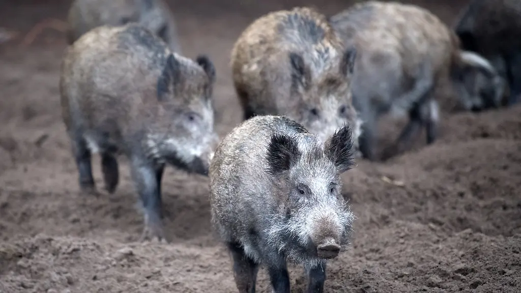 f72aa1fa53c3cc1876127aa0411196e8