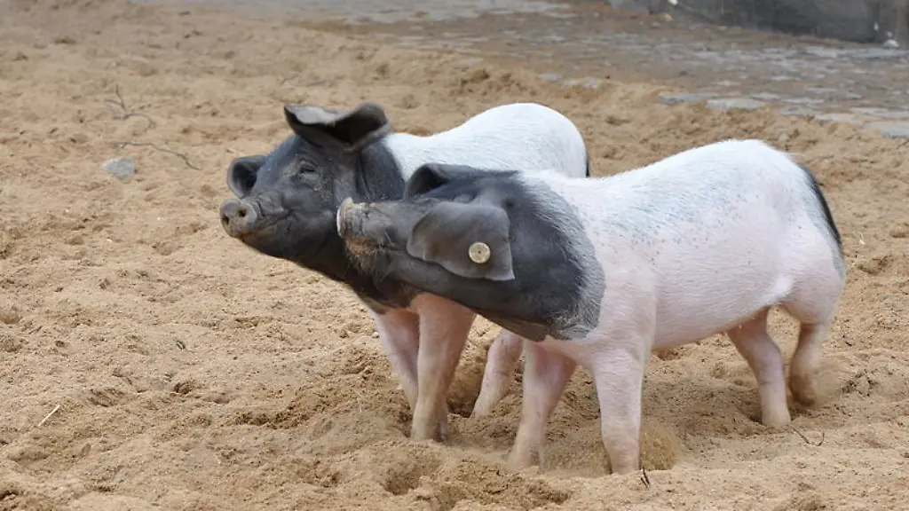 Schwaebisch-Haellisches-Schwein-14965564972