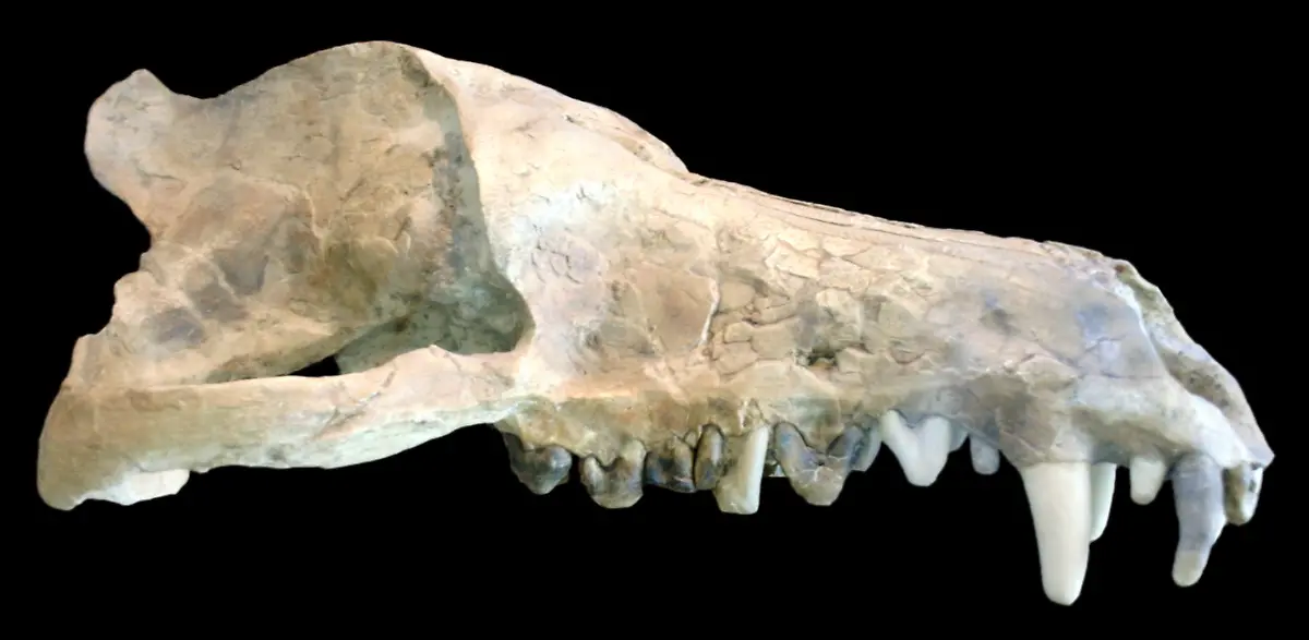 Andrewsarchus-mongoliensis