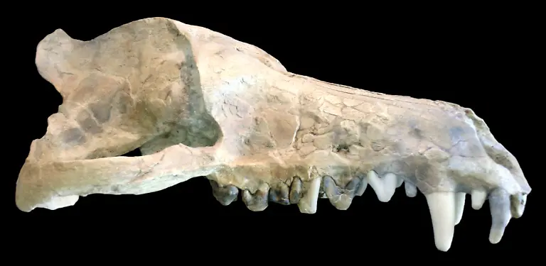 Andrewsarchus-mongoliensis