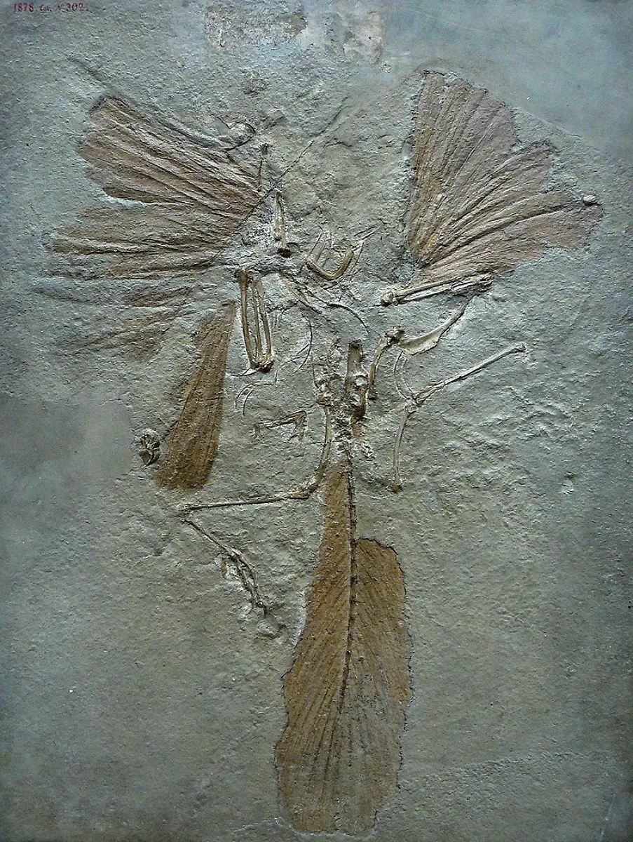 800px-Archaeopteryx-lithographica-paris