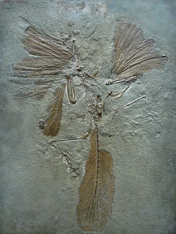 800px-Archaeopteryx-lithographica-paris