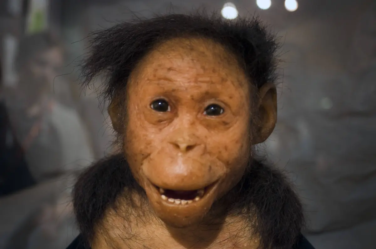 australopithecus