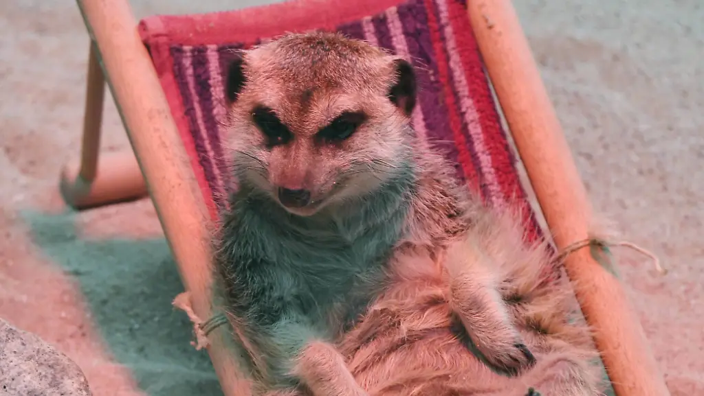 919ca0c115ba1d47aba68b4538aa8cc5