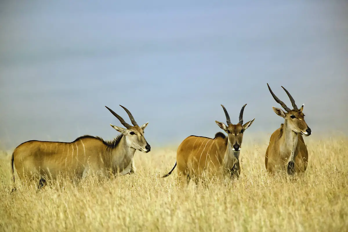 Riesen-Elenantilope2