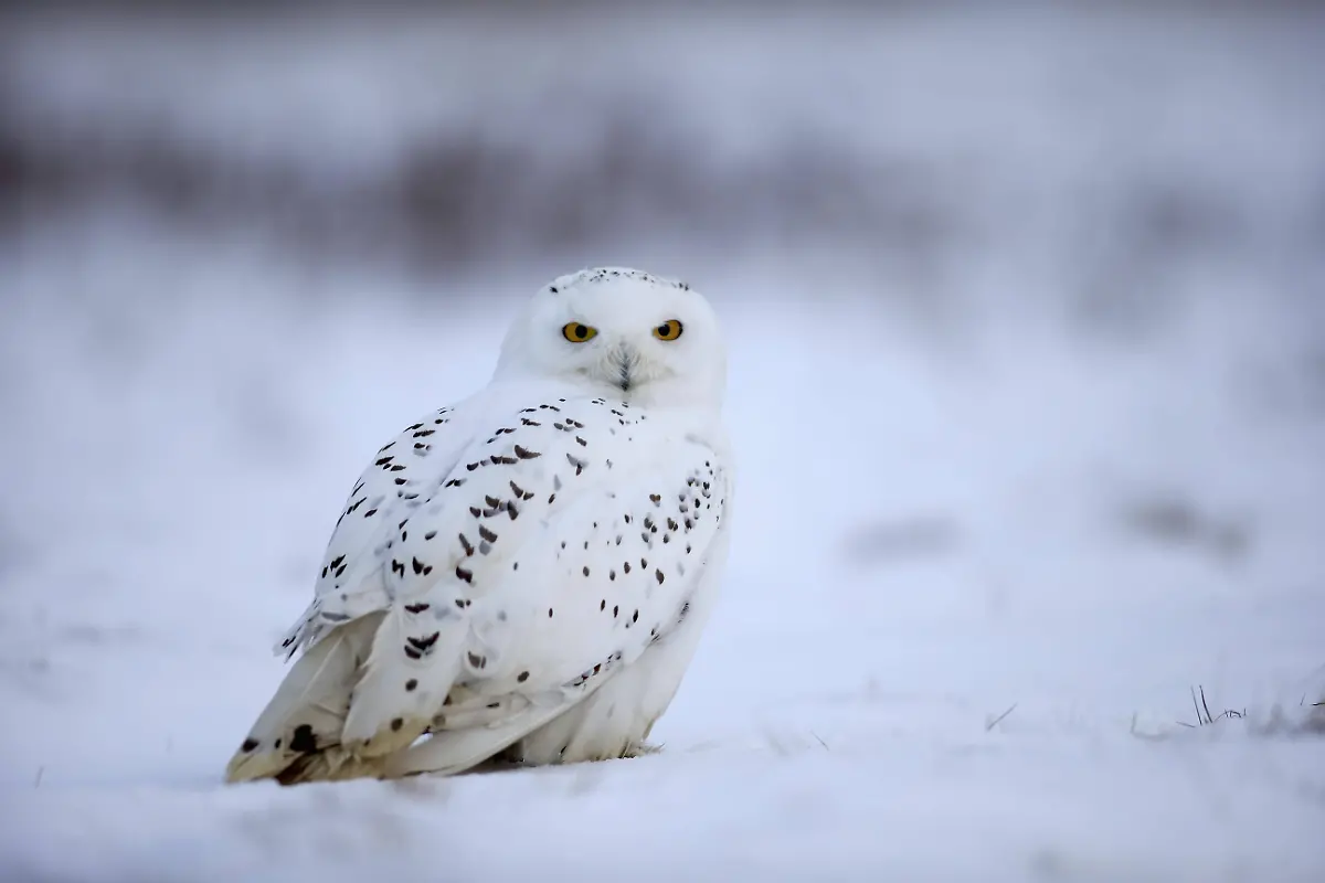 schneeeule2