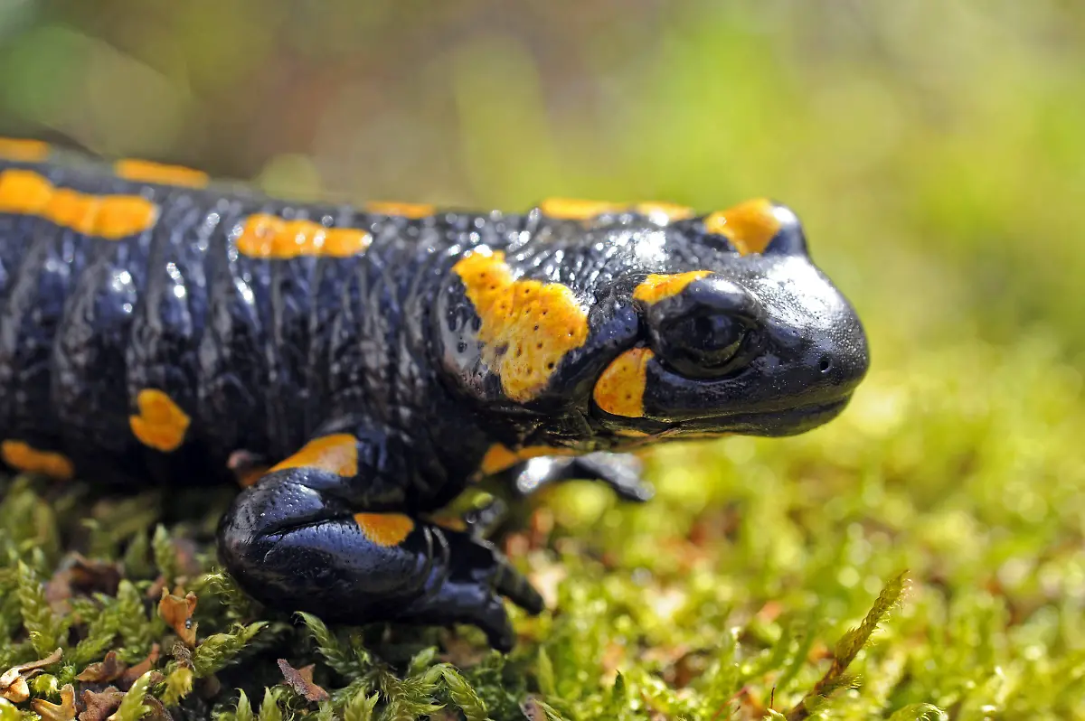 Feuersalamander