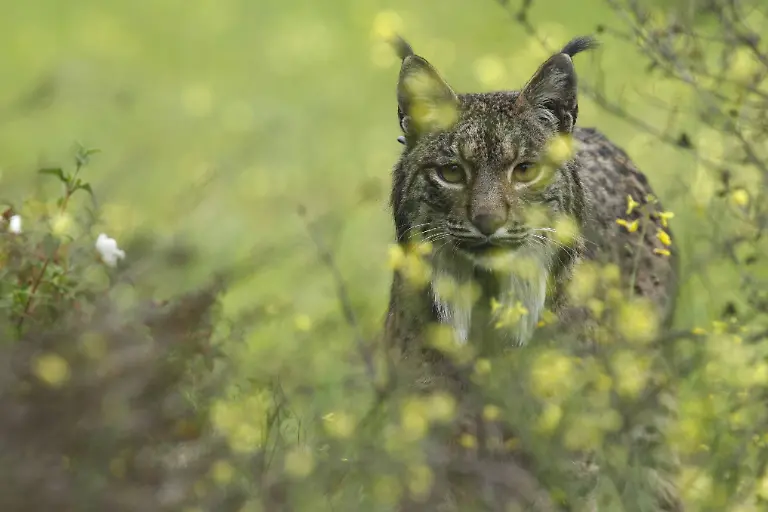 iberischer-luchs