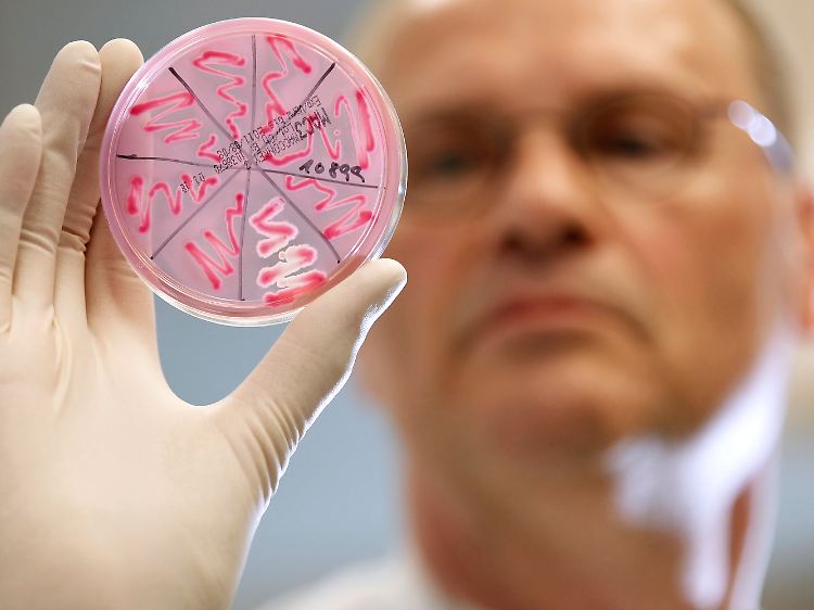 Im mikrobiologischen Labor des Asklepios-Klinikums Hamburg-Altona: Petrischale mit einer EHEC-Bakterienkultur.