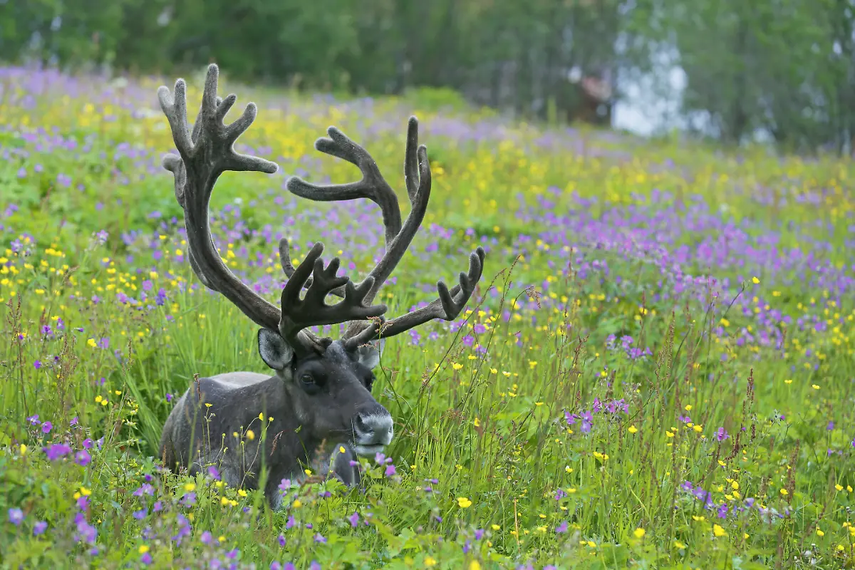 karibu-Maennchen-Norwegen