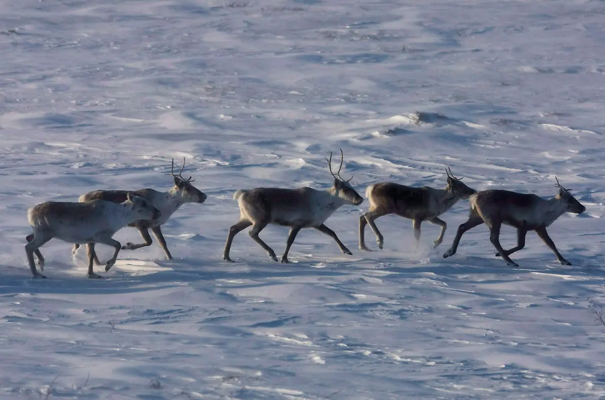 caribou-canada