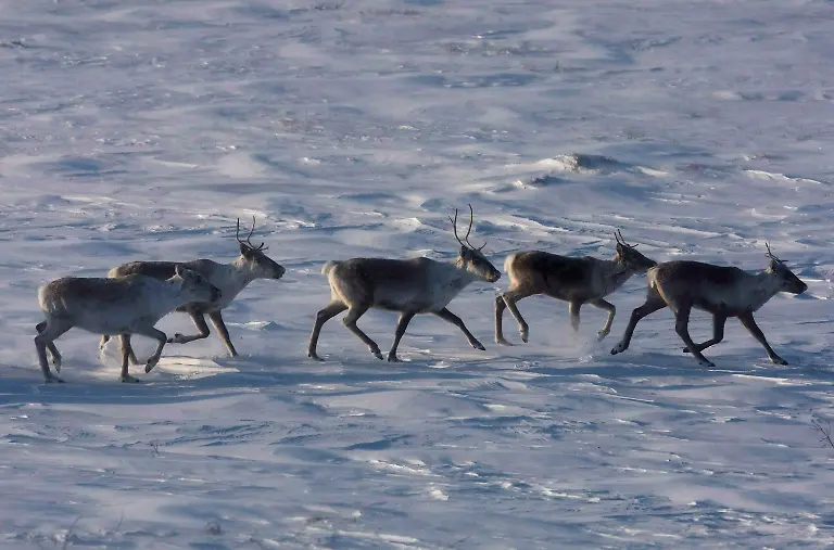 caribou-canada