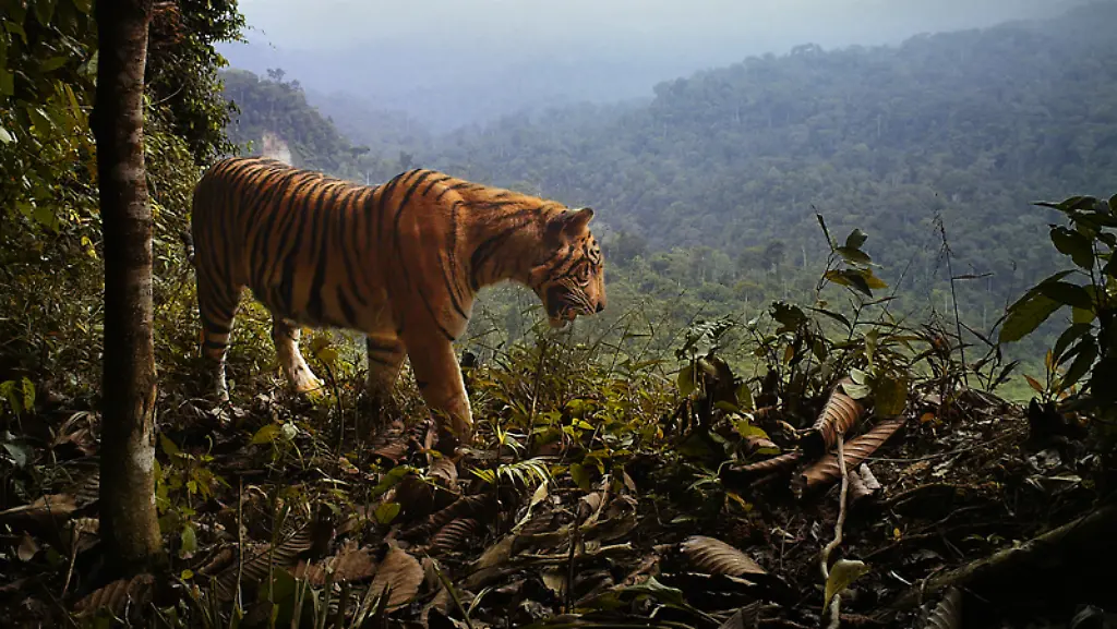 VERWENDUNG-NUR-IN-ZUSAMMENHANG-MIT-DER-STUDIE