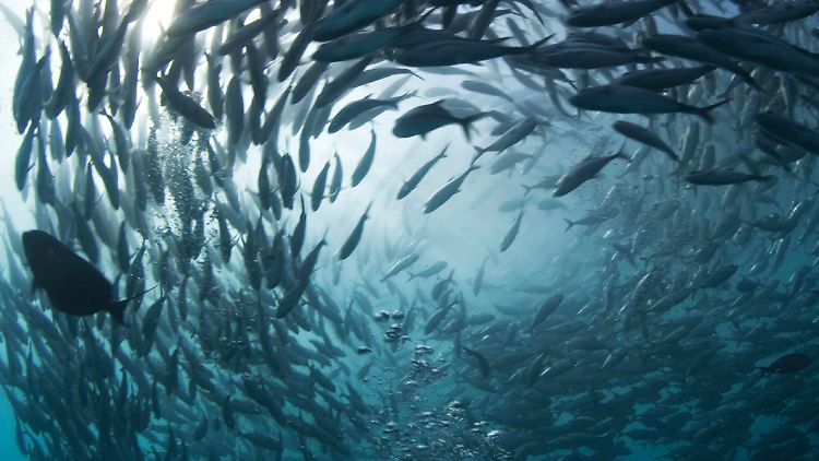 Der zunehmende Sauerstoffmangel in den Weltmeeren hat schwerwiegende Folgen für die Fischbestände.